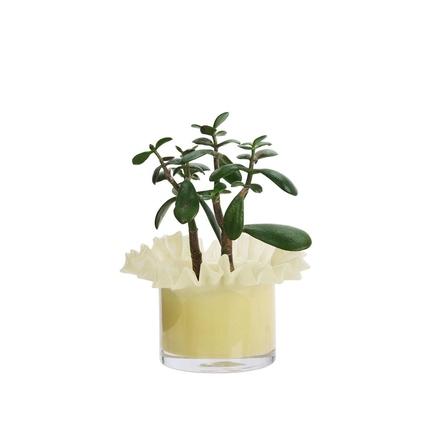Ruffle Glass Flower Pot - Honey